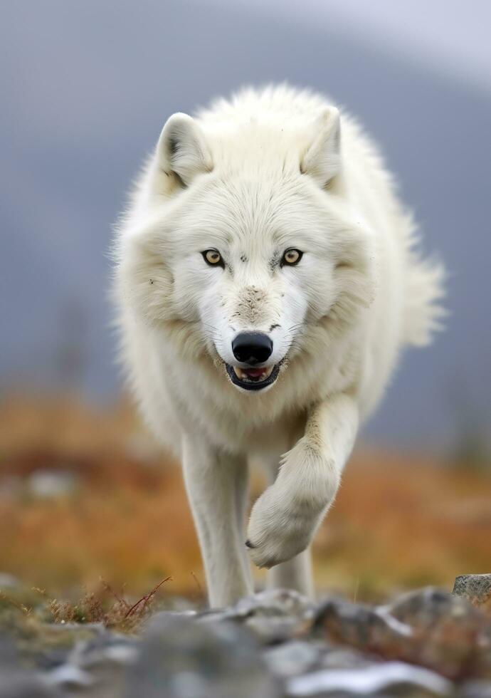 The Wolf Gaze, A Moment of Life in the Arctic Wilderness. AI Generative photo