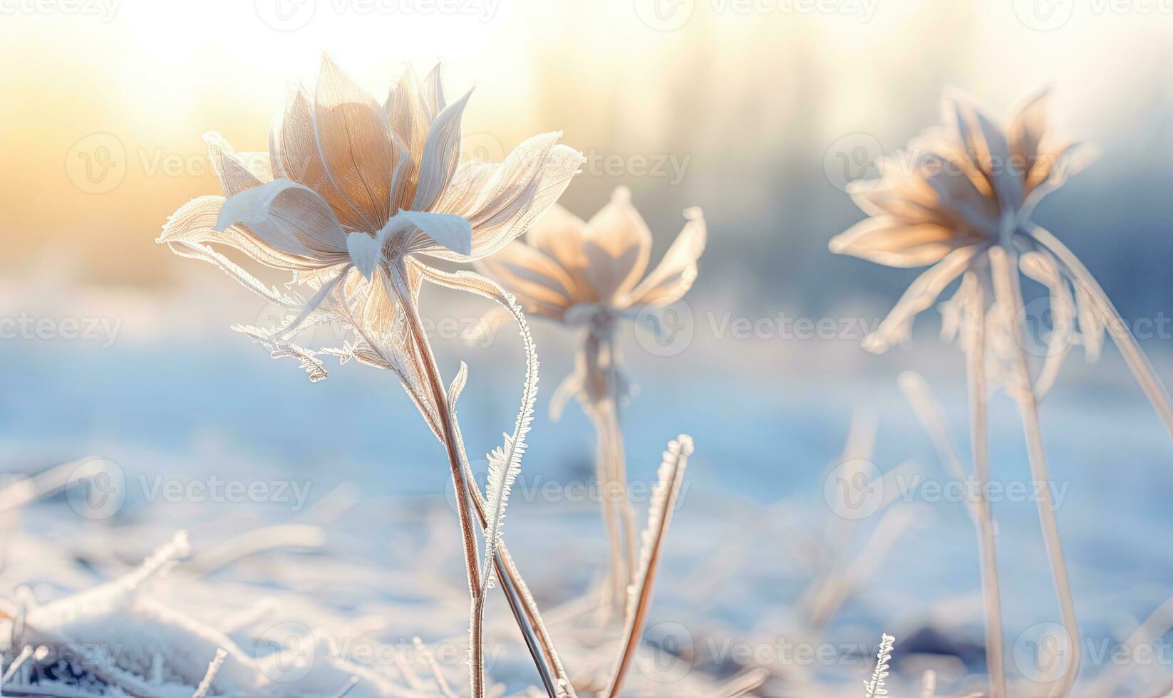 Frozen white roses in a frosty field. Created with AI photo