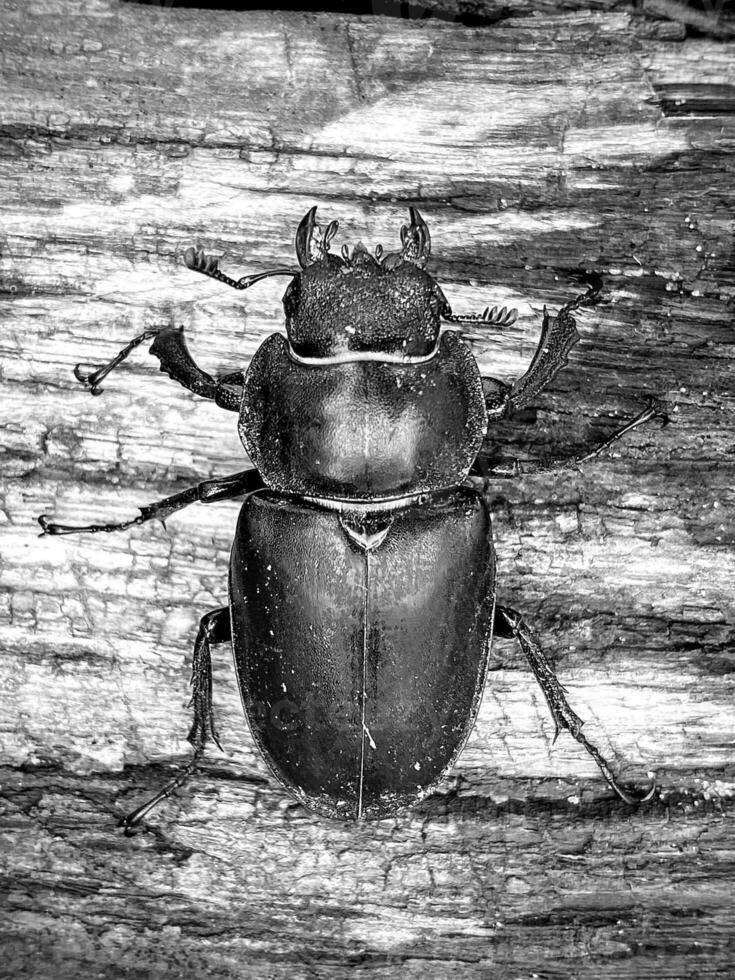 Male stag beetle with long and sharp jaws photo