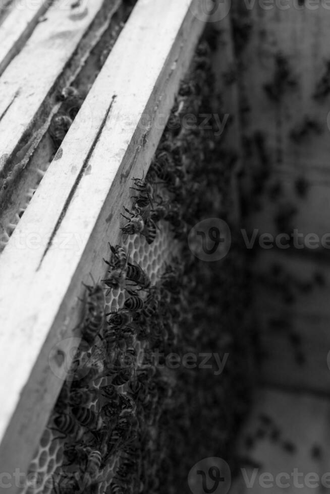 panal de abejas lleno de miel dorada foto