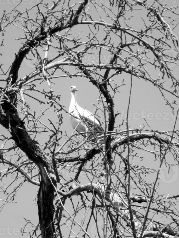 Hermoso pájaro cigüeña con alas se sienta en la rama del árbol viejo foto