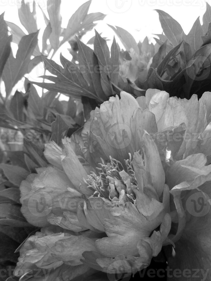 Wild beauty flower with nectar blooming photo