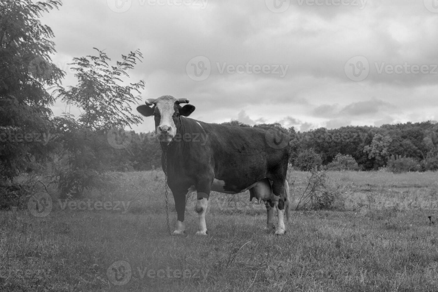 Photography on theme beautiful big milk cow grazes photo