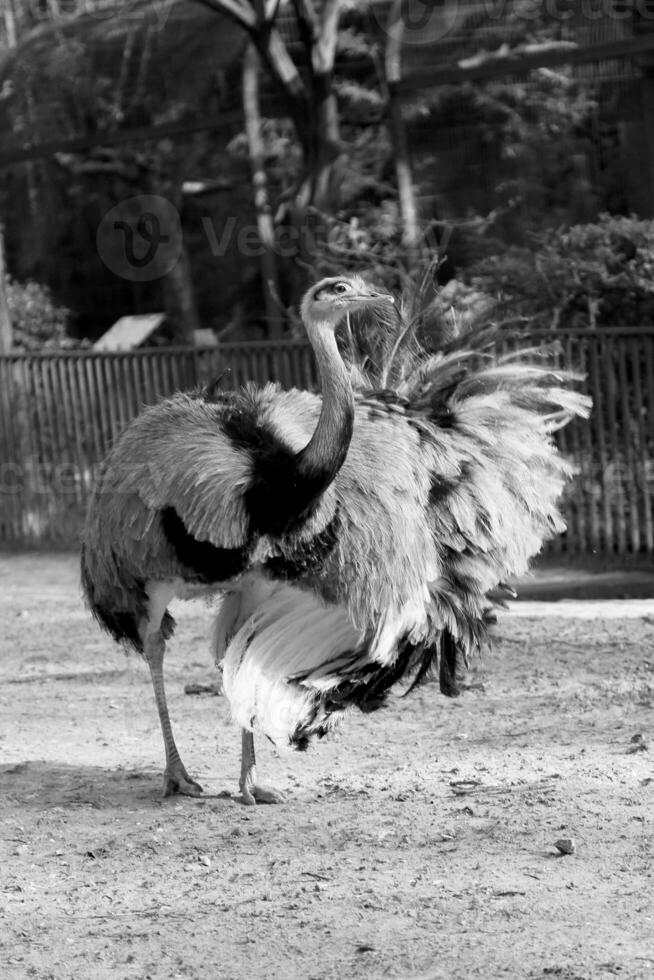 One great white bird ostrich of feathers stand on long thin legs photo