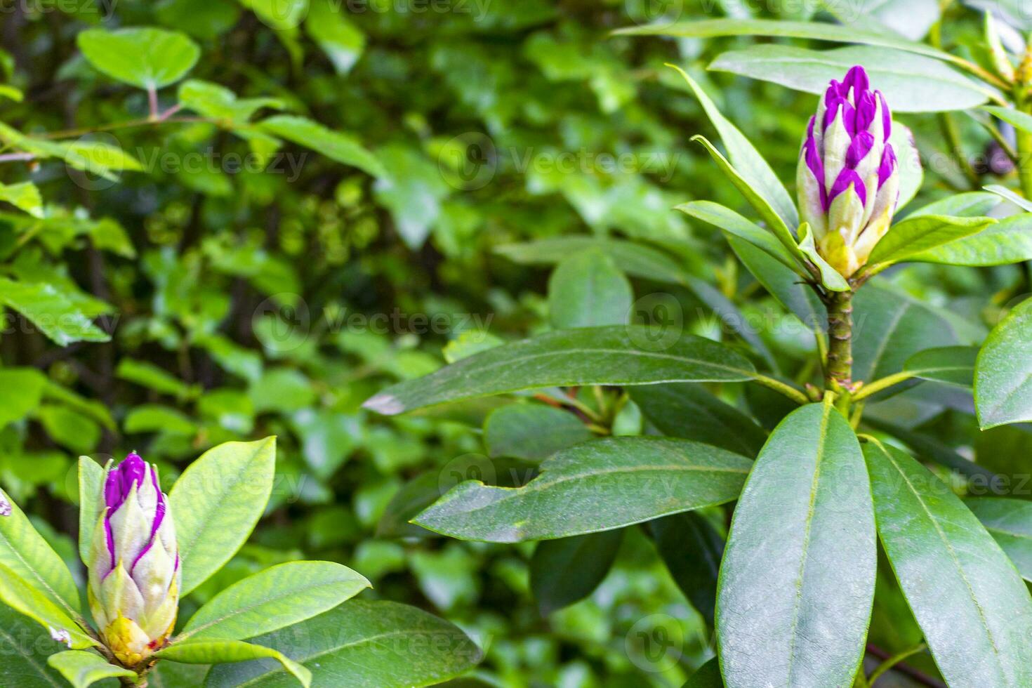 Red pink purple rhododendron flowers bloom and grow in garden. photo