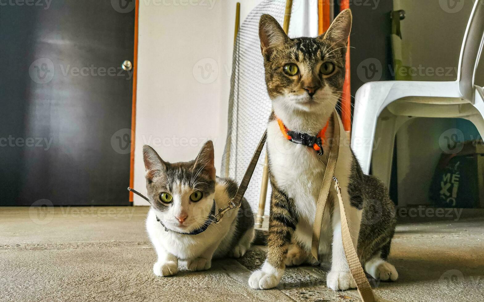 linda gato gatos atado con collar en México. foto