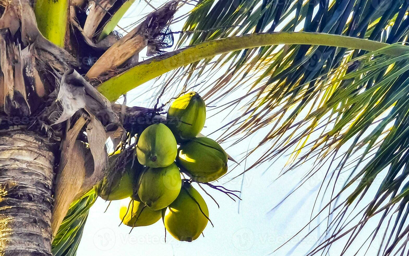 Tropical natural palm tree palms blue sky in Mexico. photo