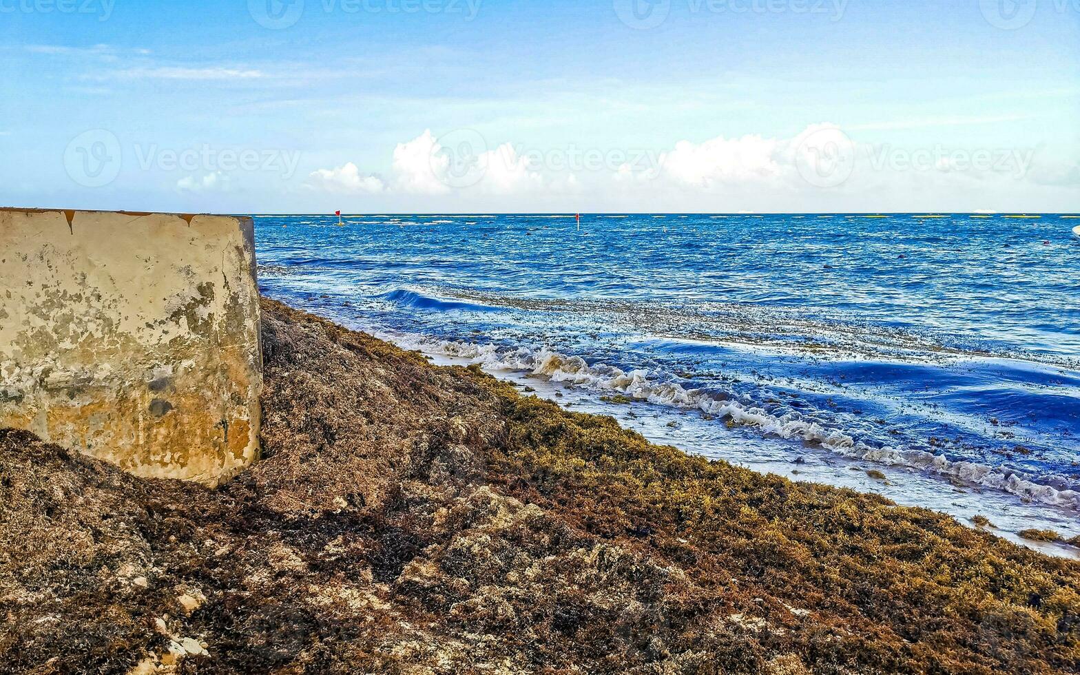Beautiful Caribbean beach totally filthy dirty nasty seaweed problem Mexico. photo