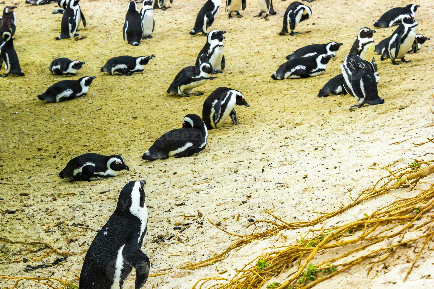 South african penguins colony of spectacled penguins penguin Cape Town. photo
