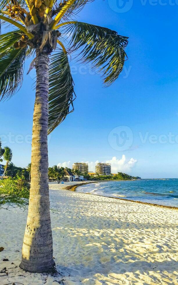 tropical natural palma árbol palmas azul cielo en México. foto