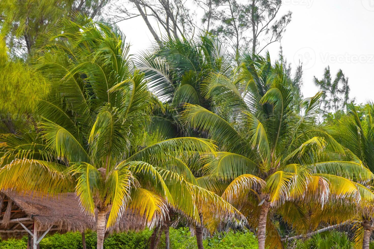 Tropical natural palm tree palms blue sky in Mexico. photo