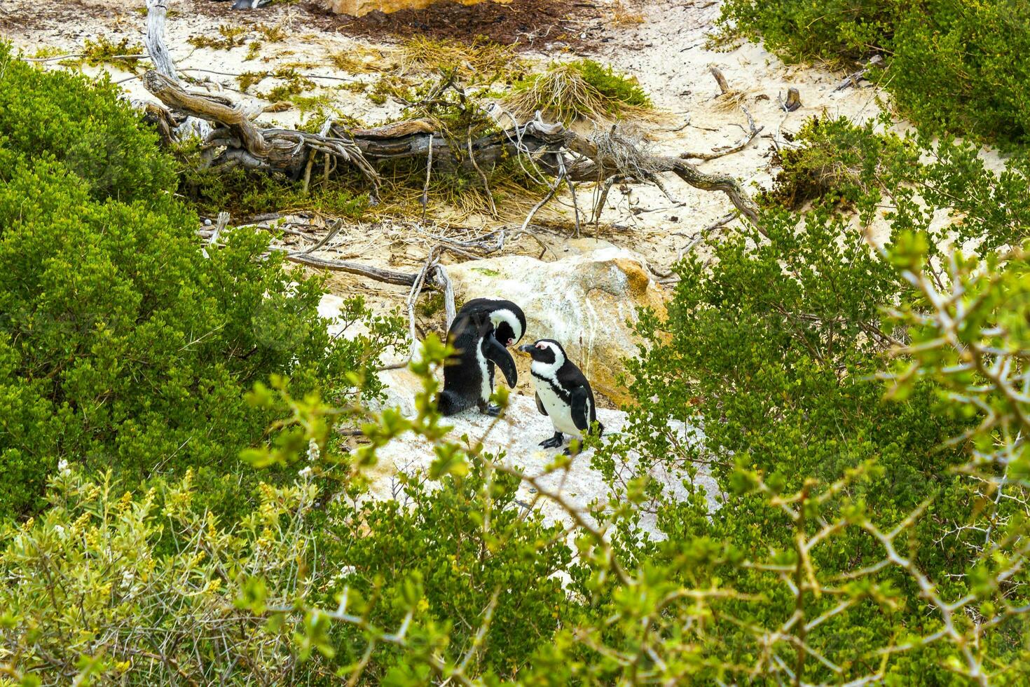 South african penguins colony of spectacled penguins penguin Cape Town. photo