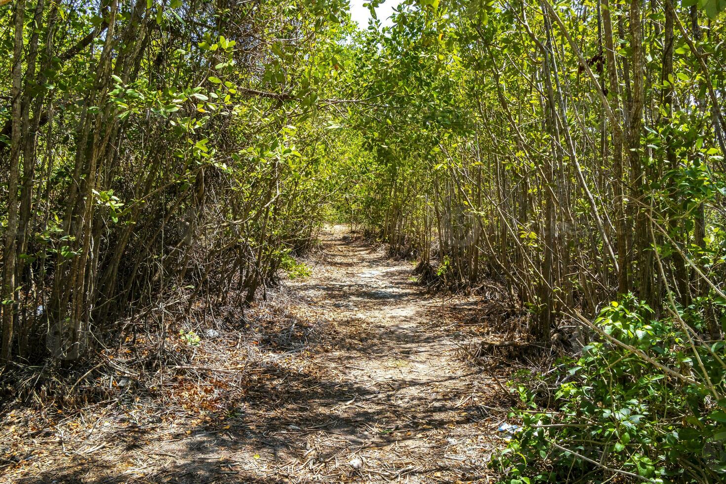 Tropical forest jungle nature Caribbean exotic palm trees plants Mexico. photo