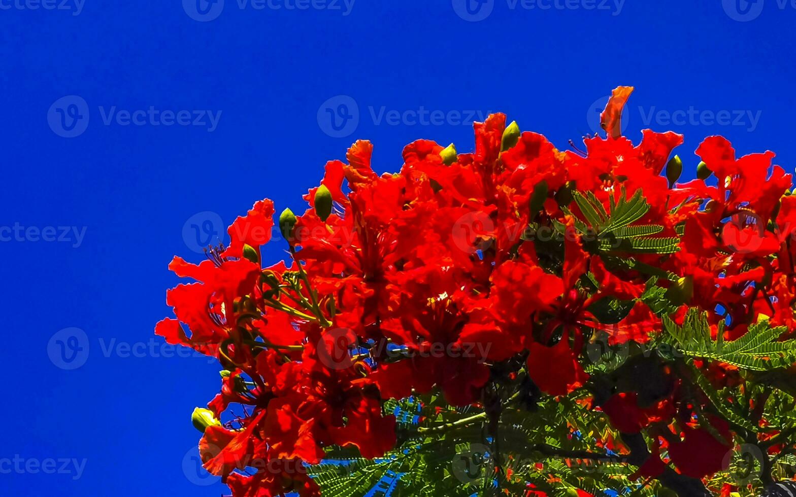 hermoso árbol de llama tropical flores rojas extravagante delonix regia méxico. foto