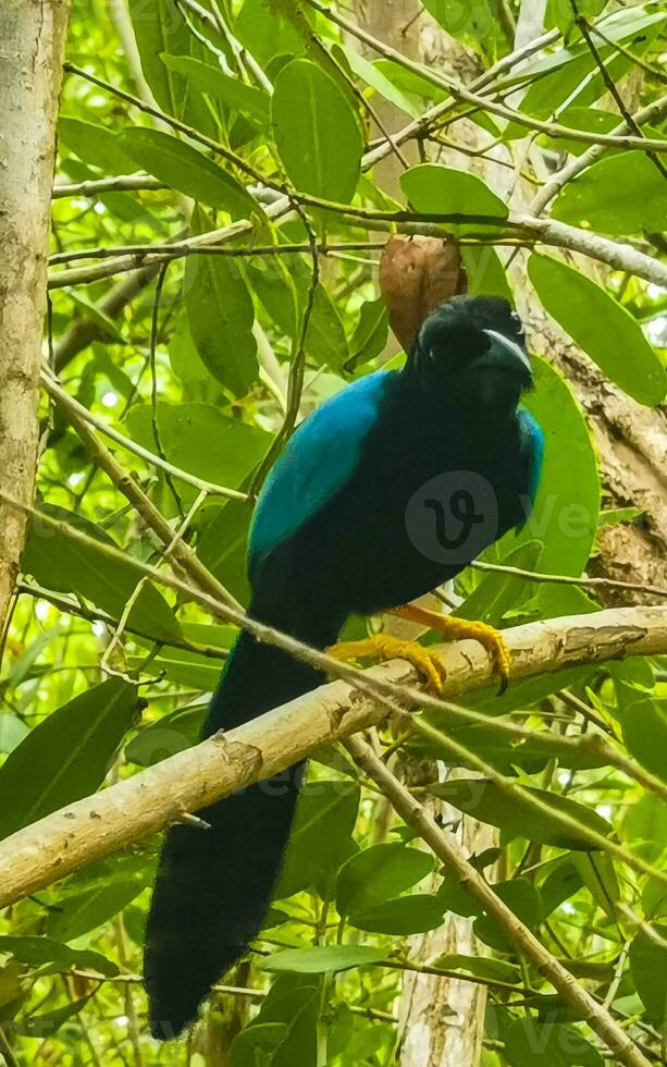 Yucatan jay bird birds in trees tropical jungle nature Mexico. photo