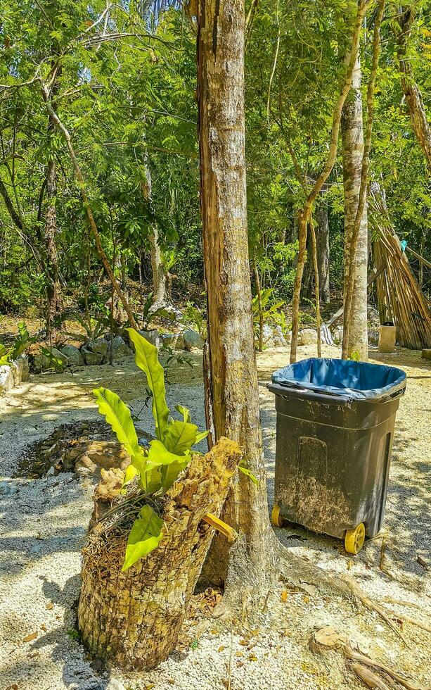 Tropical jungle and nature with trees branches plants flowers Mexico. photo