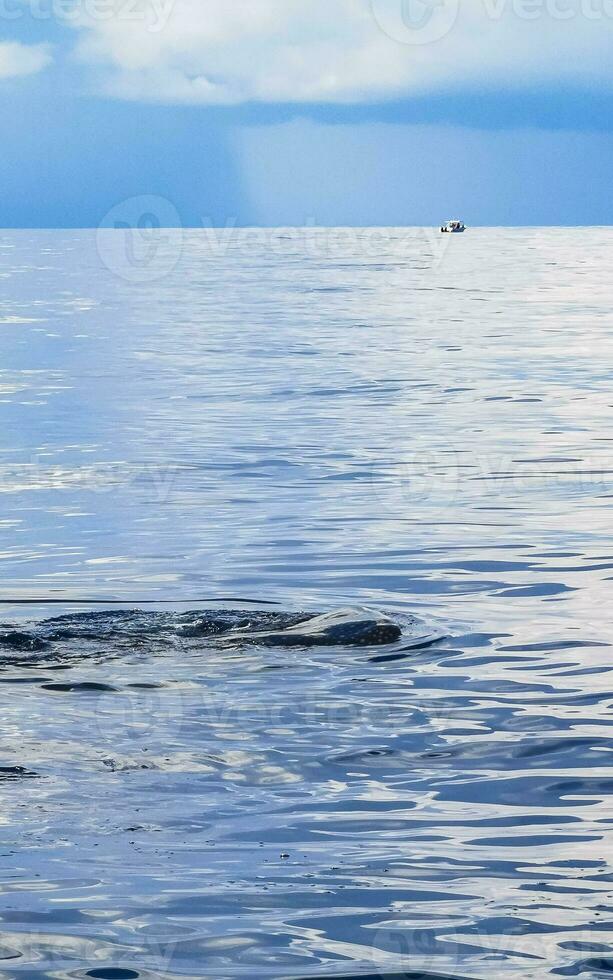 Huge whale shark swims on the water surface Cancun Mexico. photo