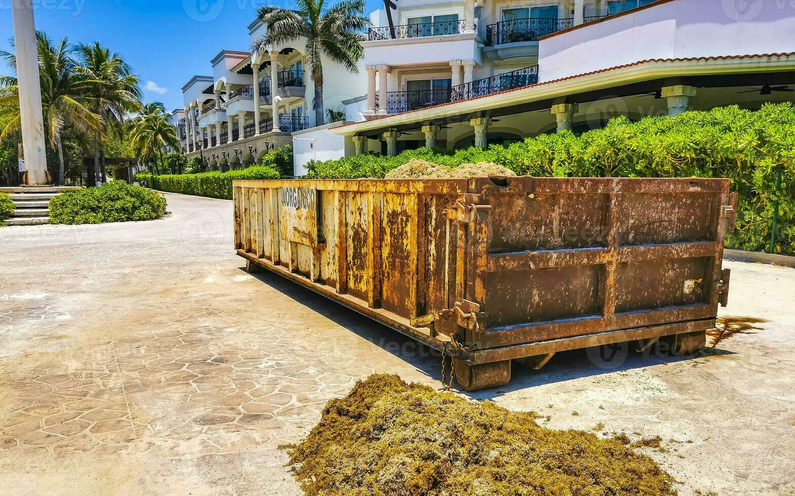 Trailer container with sea weed grass sargazo in Mexico. photo