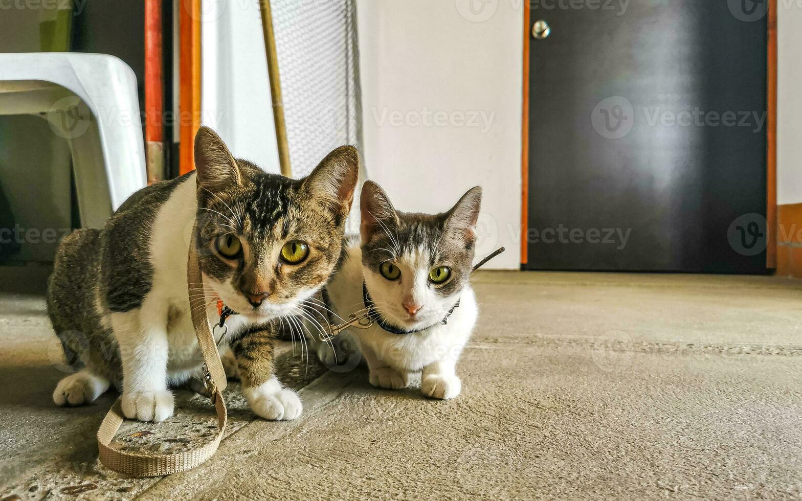 Cute cat cats tethered with collar in Mexico. photo