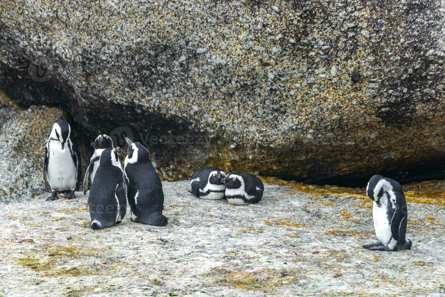 South african penguins colony of spectacled penguins penguin Cape Town. photo