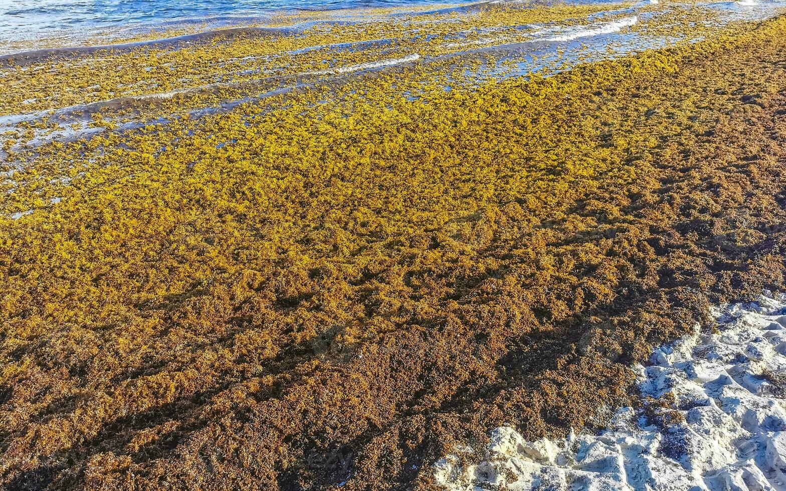 hermosa playa caribeña totalmente sucia sucio asqueroso problema de algas mexico. foto