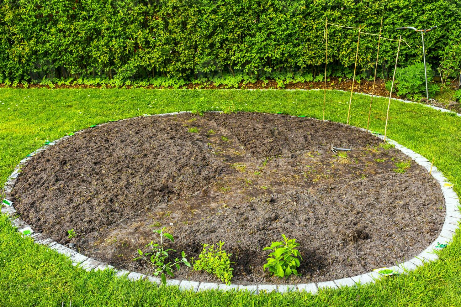 Garden with round beds soil young sprouts plants in Germany. photo