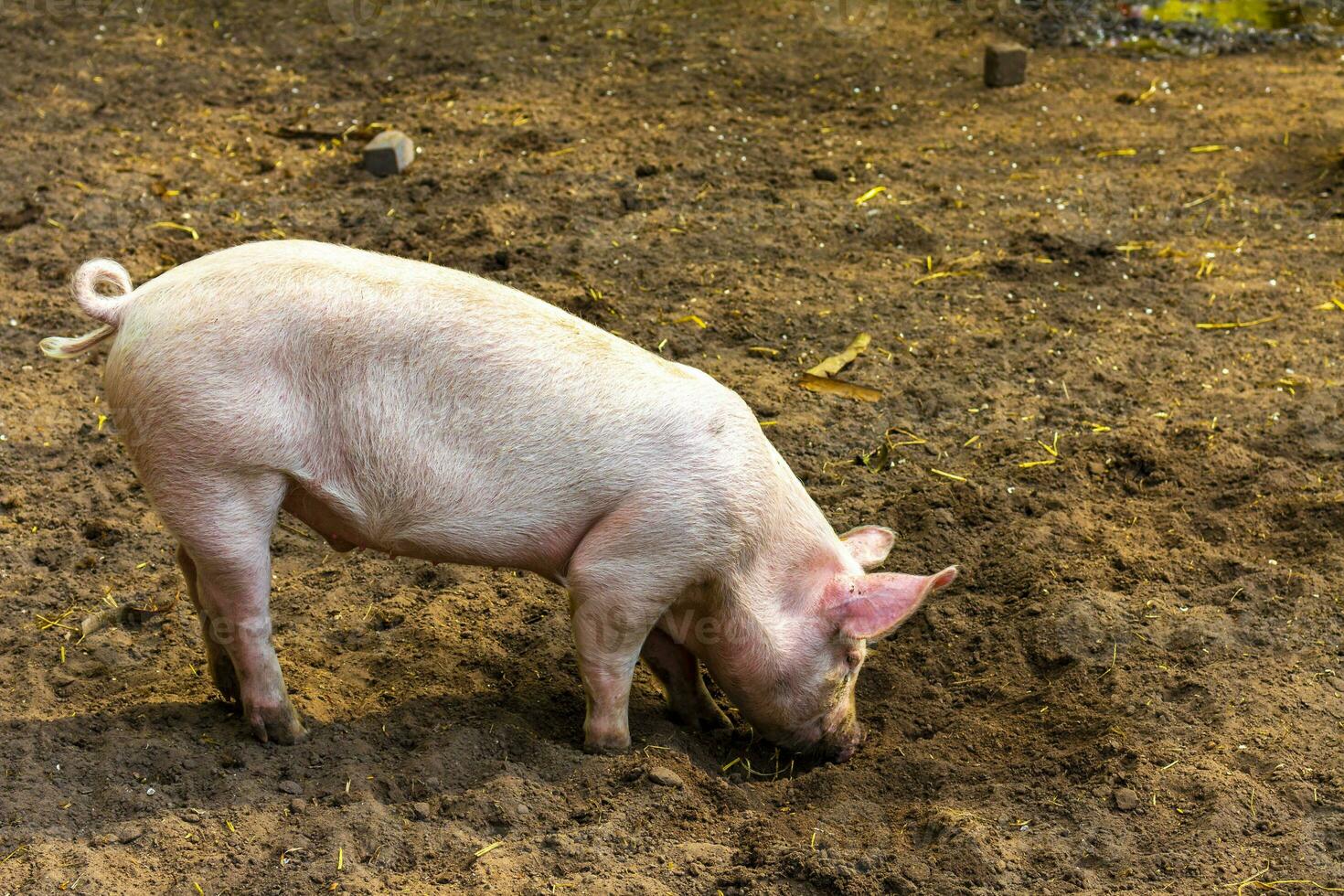 Domestic pigs in the enclosure zoo Keukenhof park Lisse Netherlands. photo