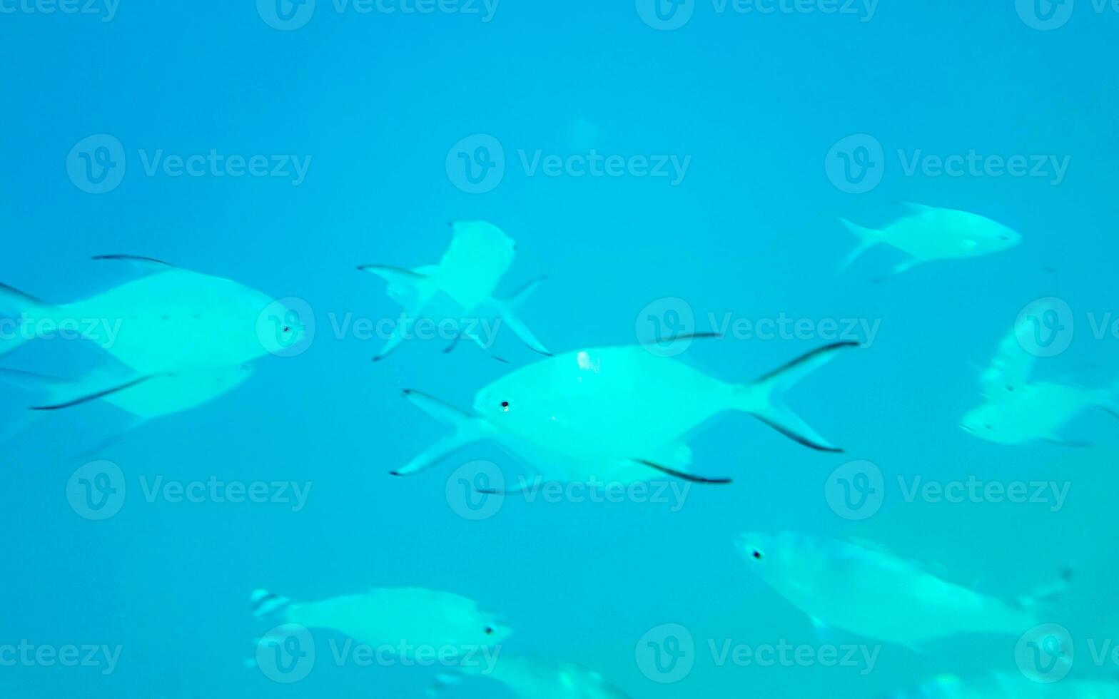 Snorkeling underwater views fish Corals turquoise water Rasdhoo island Maldives. photo