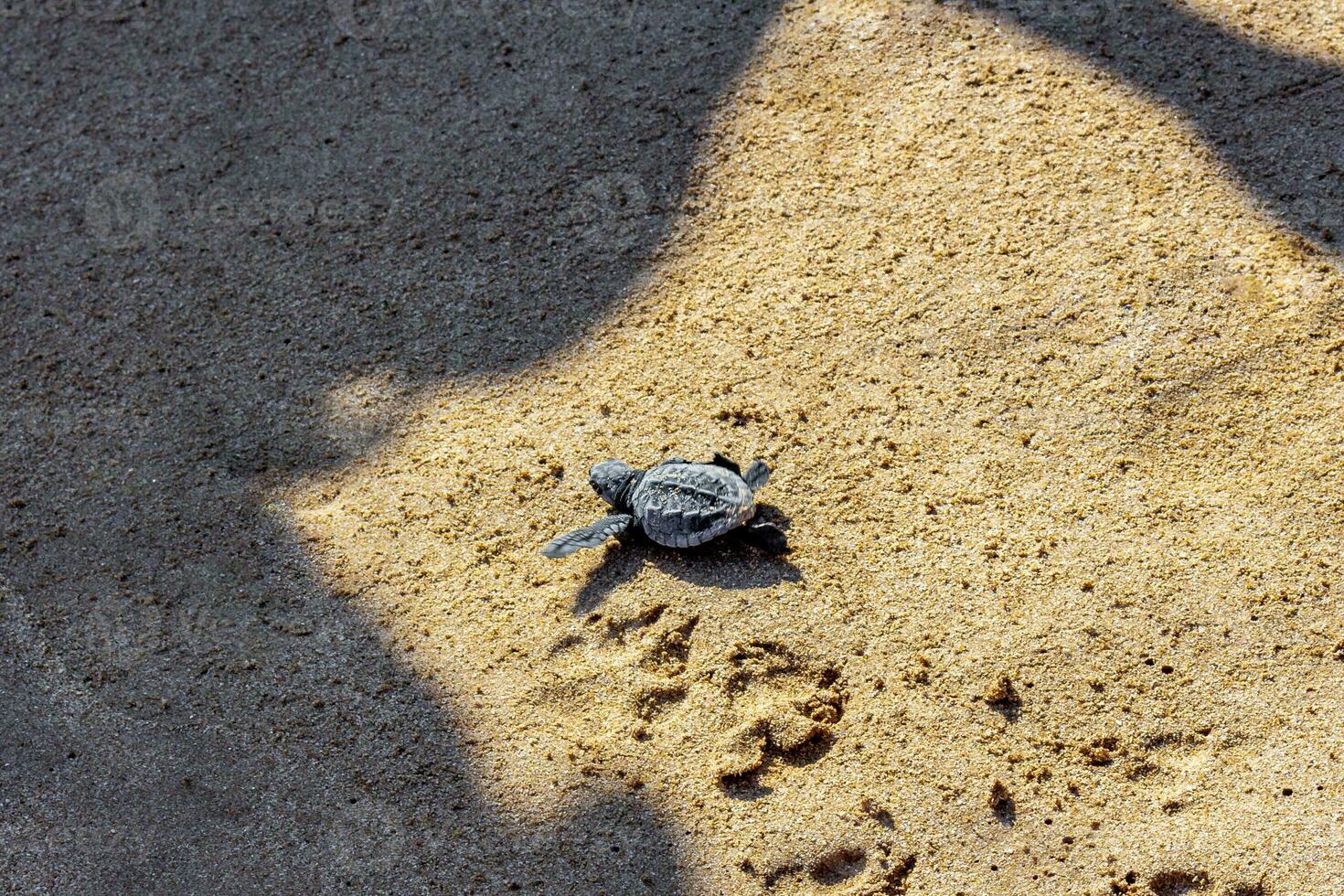 Little baby turtle crawling on sand Mirissa Beach Sri Lanka. photo