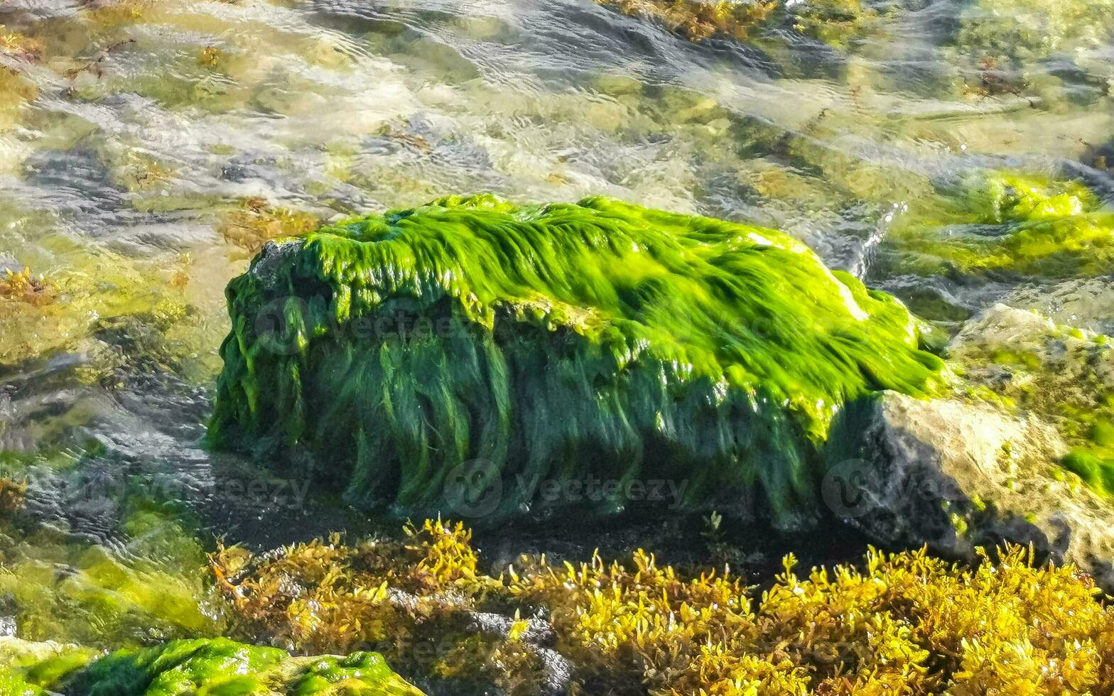 Stones rocks corals with seagrass in water on beach Mexico. photo