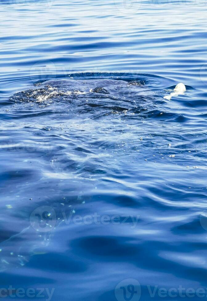 Huge whale shark swims on the water surface Cancun Mexico. photo