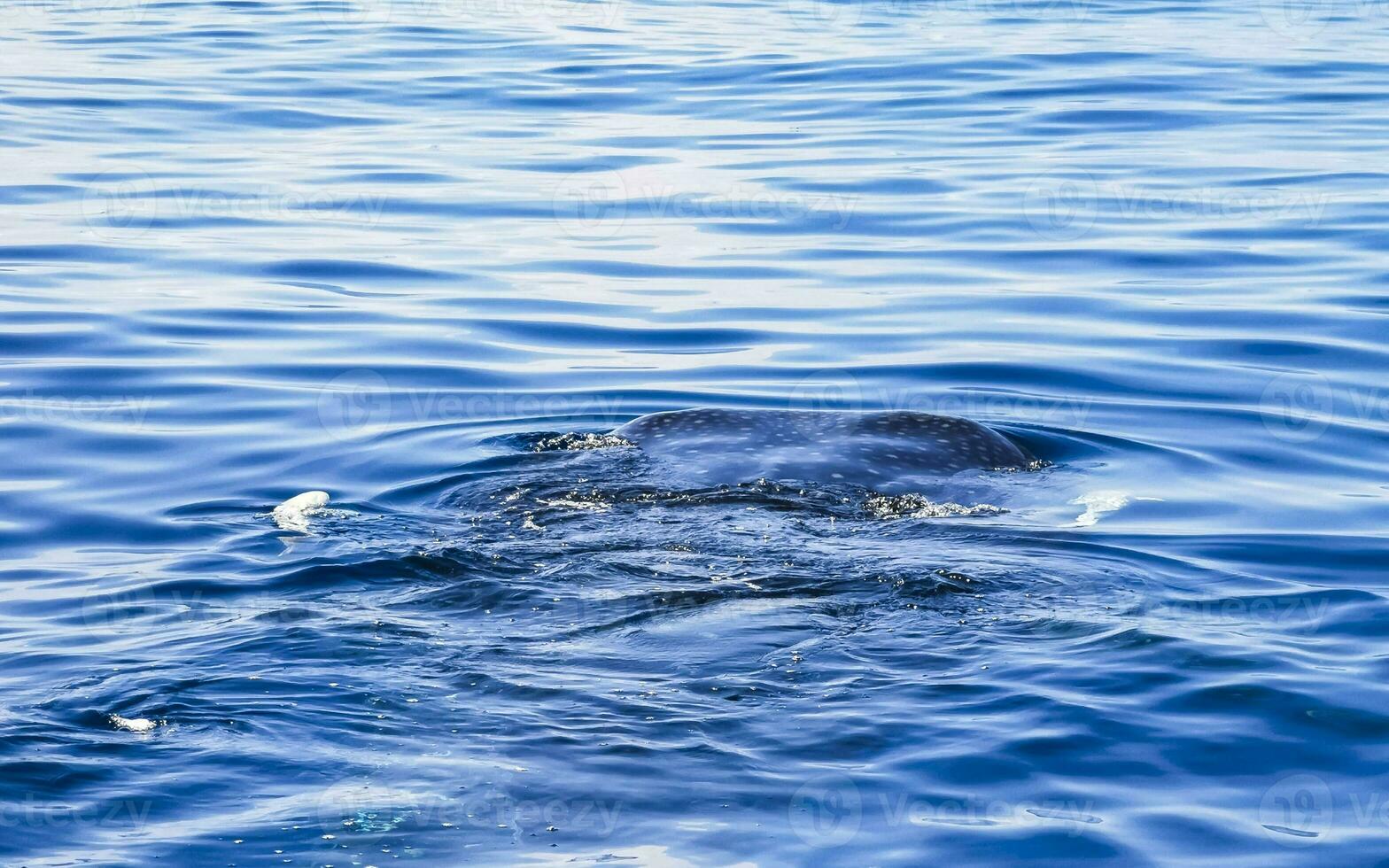 Huge whale shark swims on the water surface Cancun Mexico. photo