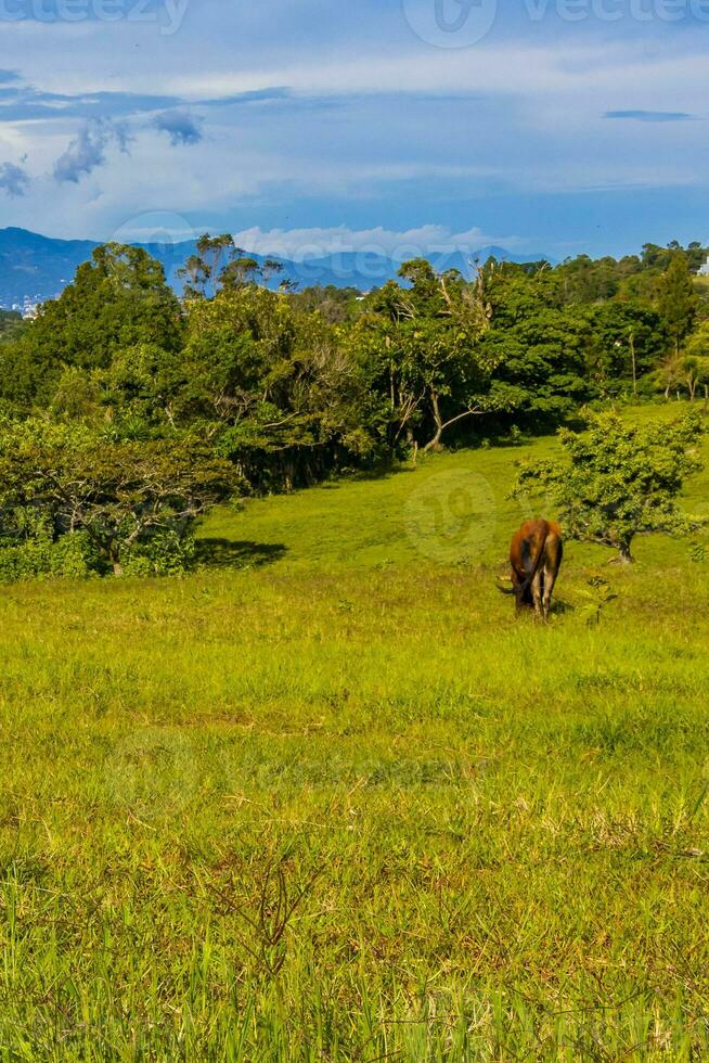 Cows grazing on pasture in the mountains forests Costa Rica. photo