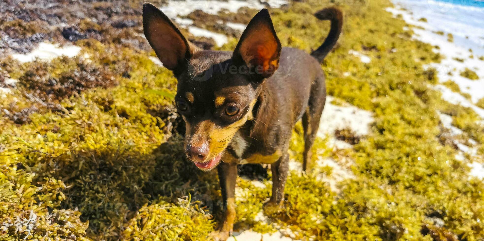 marrón lindo divertido perro jugar juguetón en la playa méxico. foto