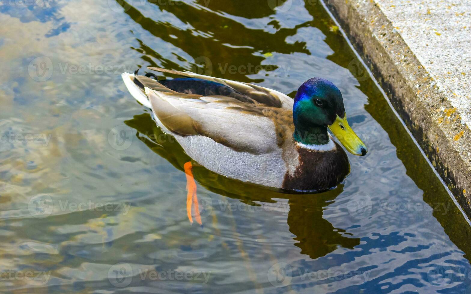 Male duck with green head swimming in lake pond Netherlands. photo