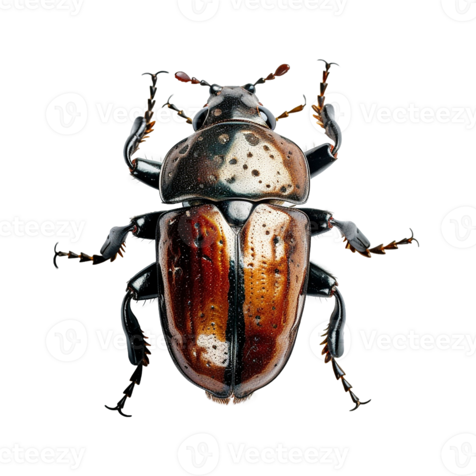 Beetle flat lay view on transparent background, created with generative AI png