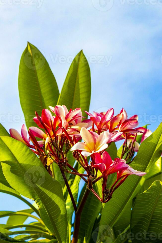 Plumeria tree bush with pink and yellow flowers in Mexico. photo