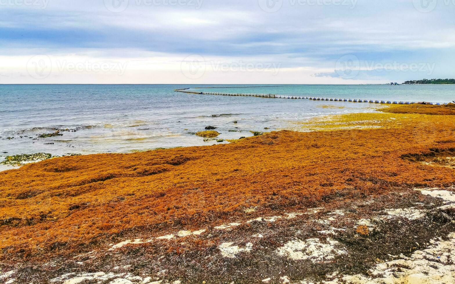 Beautiful Caribbean beach totally filthy dirty nasty seaweed problem Mexico. photo