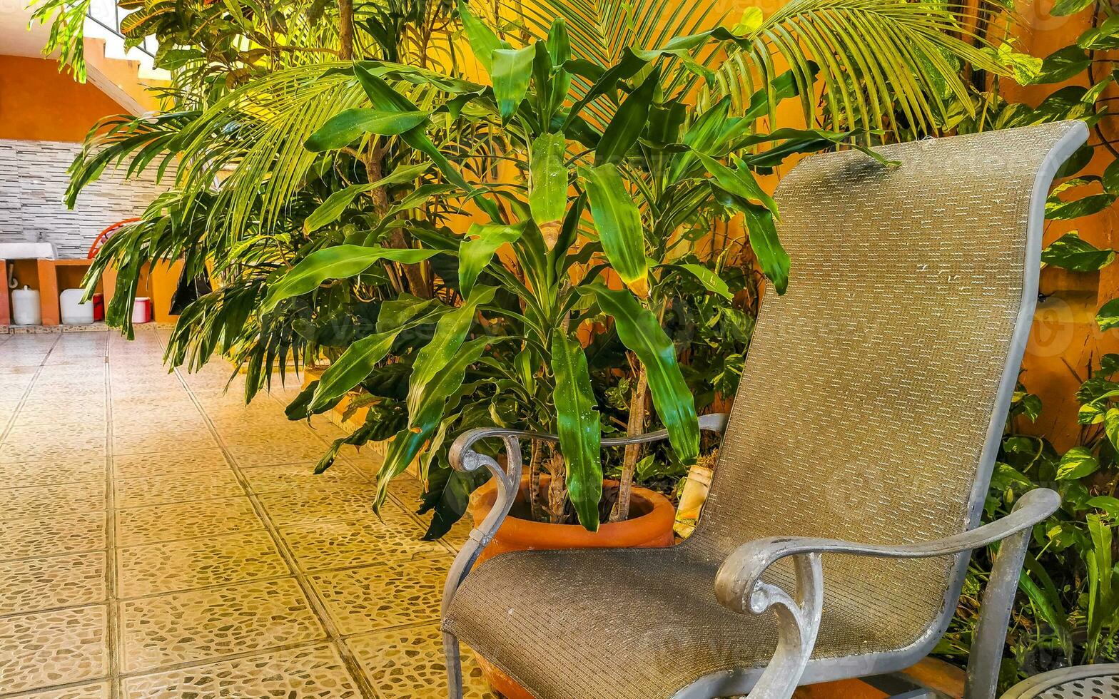 Royal silver chairs in tropical exotic garden in Mexico. photo