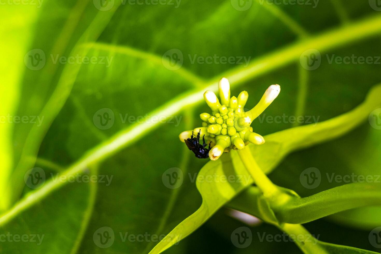 Noni fruit Morinda citrifolia with flowers popular with ants Mexico. photo