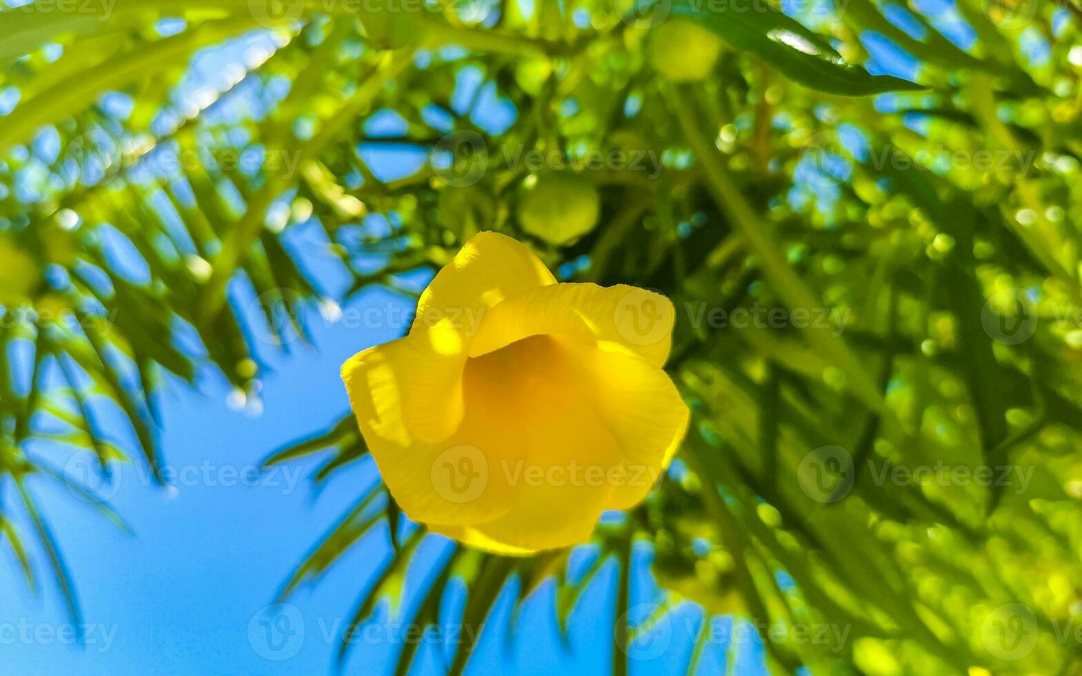 Yellow Oleander flower on tree with blue sky in Mexico. photo