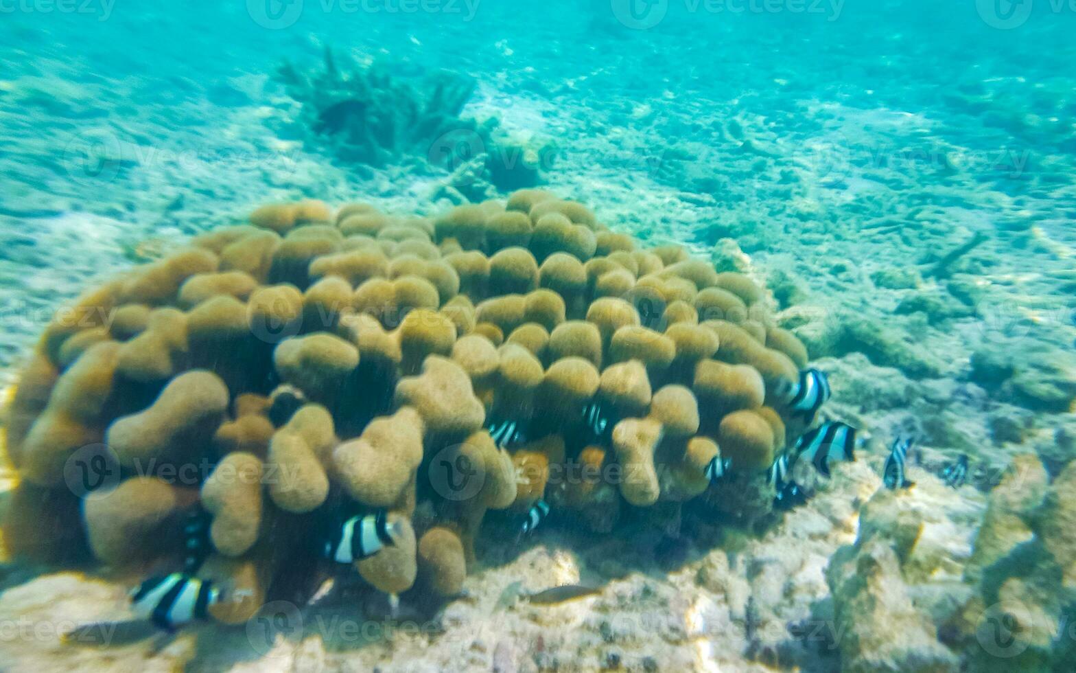 Snorkeling underwater views fish Corals turquoise water Rasdhoo island Maldives. photo