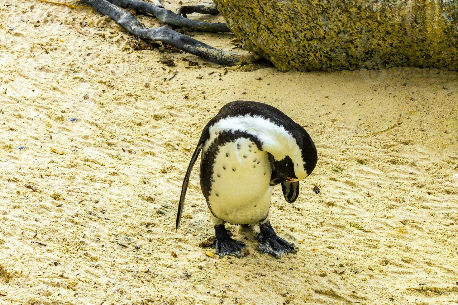 South african penguins colony of spectacled penguins penguin Cape Town. photo