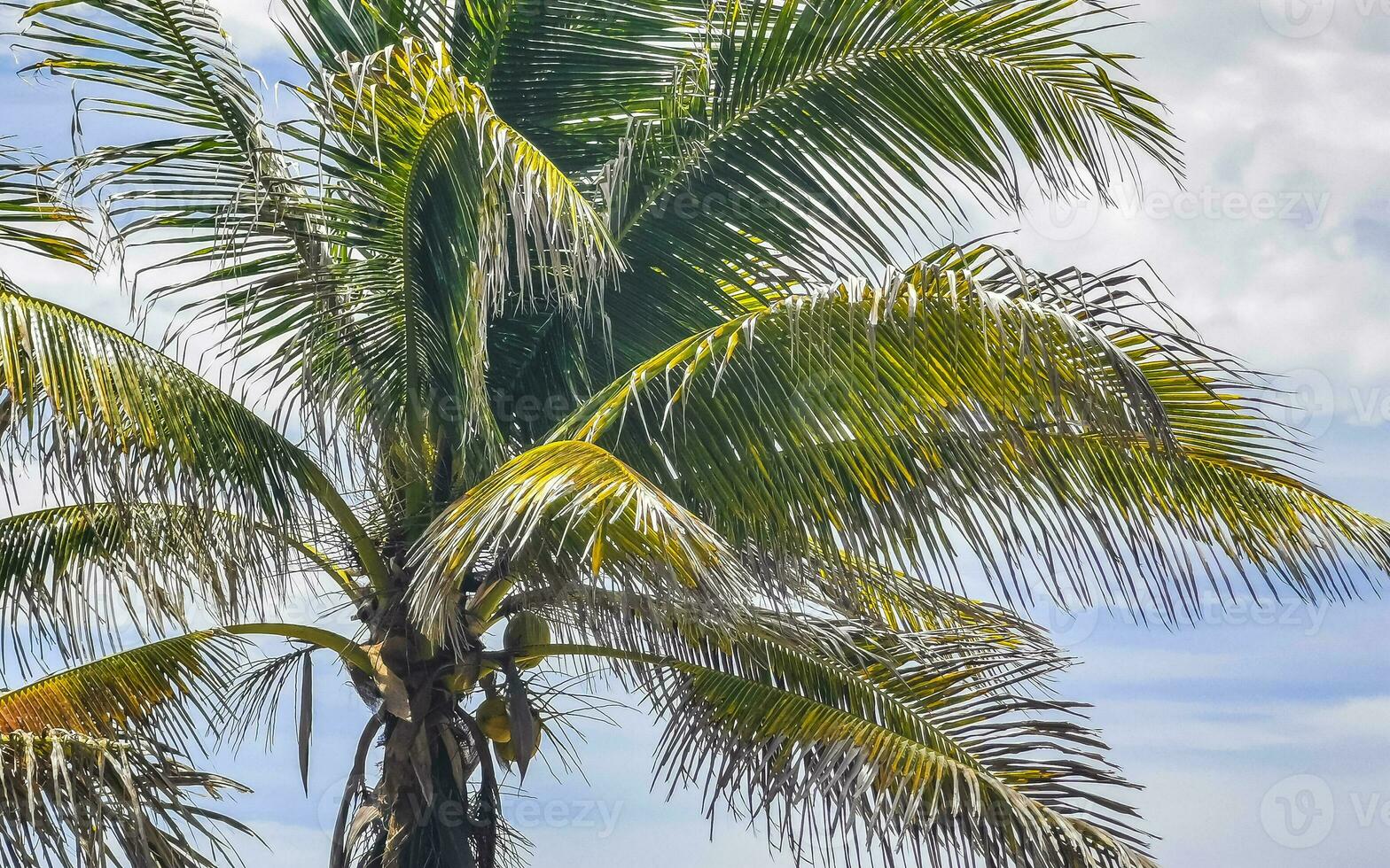 palmeras tropicales cocos cielo azul en tulum mexico. foto