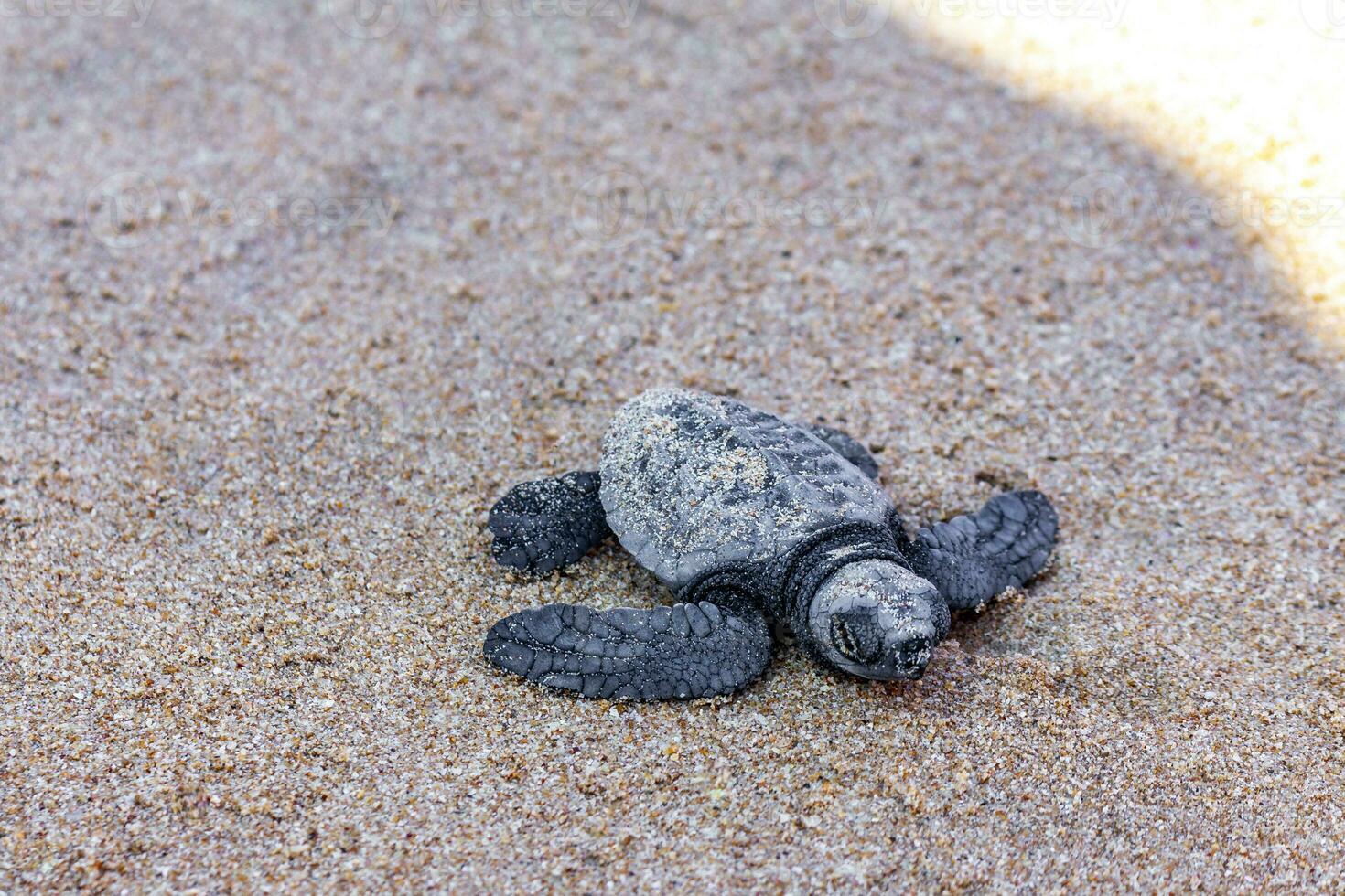 pequeño bebé Tortuga gateando en arena mirissa playa sri lanka. foto