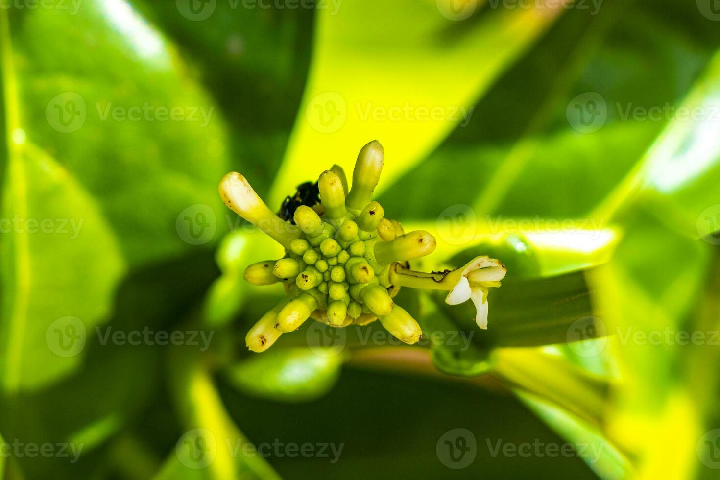 Noni fruit Morinda citrifolia with flowers popular with ants Mexico. photo