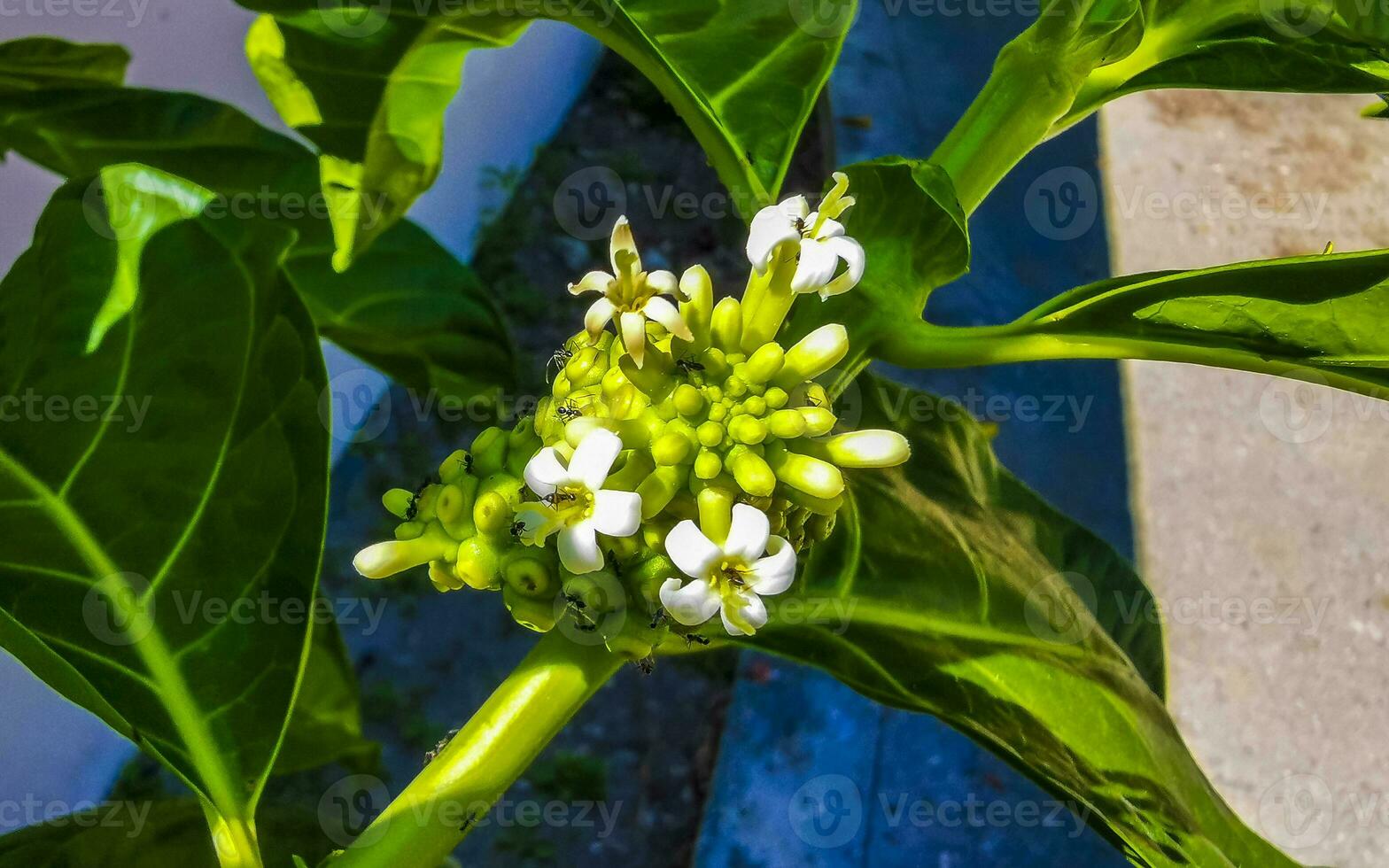 Noni fruit Morinda citrifolia with flowers popular with ants Mexico. photo