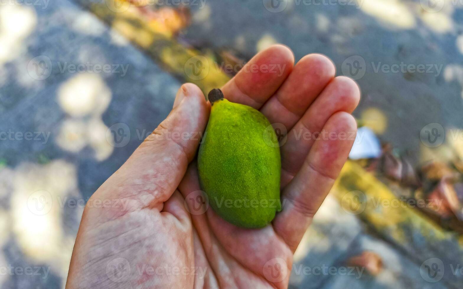 Small unripe mango in hand of a mango tree. photo