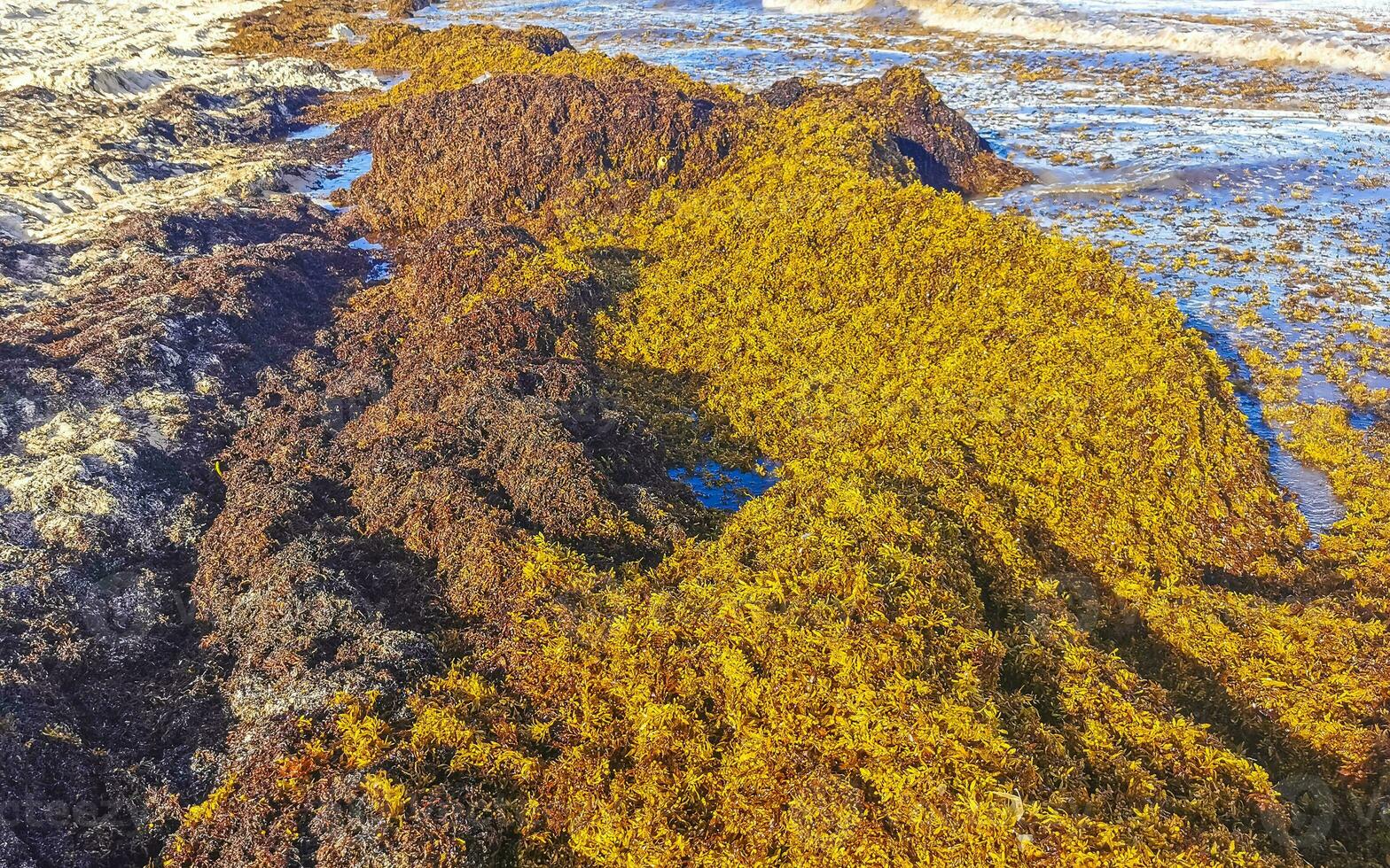 Beautiful Caribbean beach totally filthy dirty nasty seaweed problem Mexico. photo