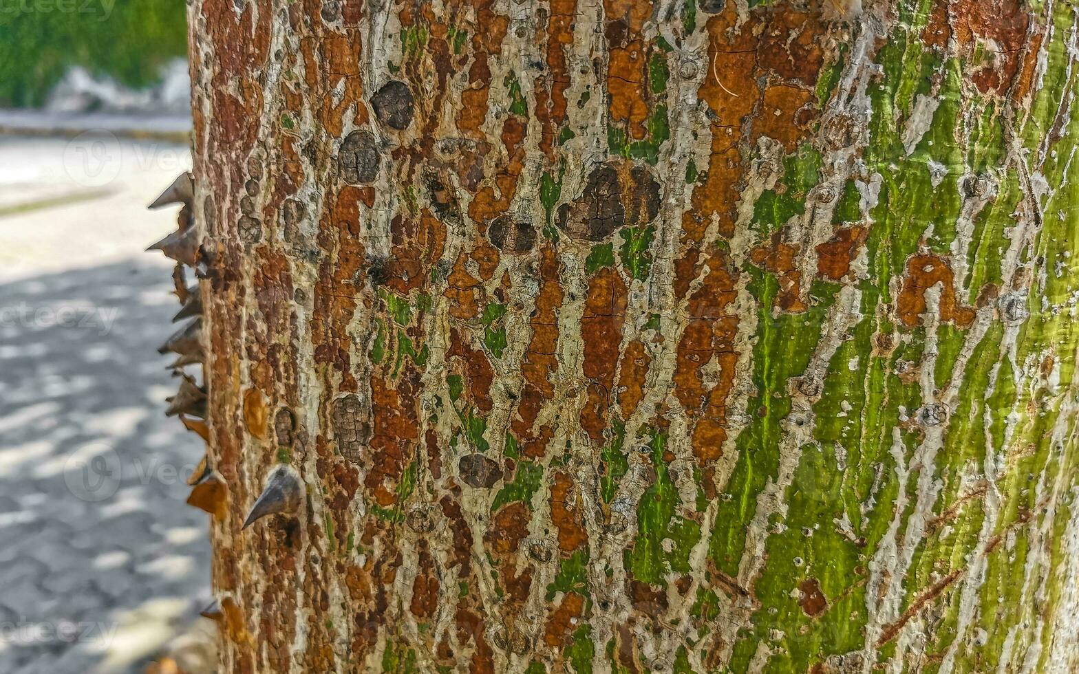 Green beautiful Kapok tree Ceiba tree with spikes in Mexico. photo